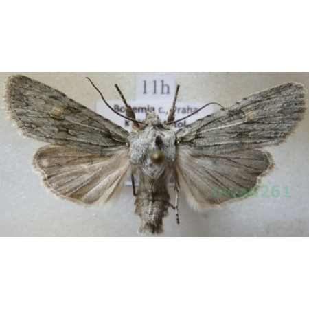 Lithophane ornitopus (Hufnagel, 1766) Drewnica dąbrówka Czech11h